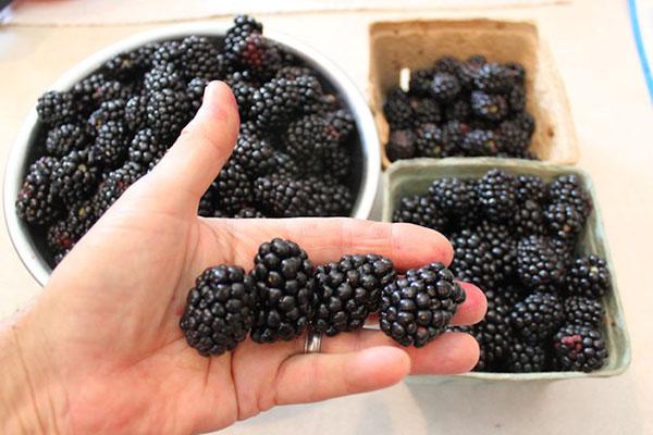 แบล็กเบอร์รี่ขนาดใหญ่