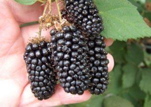 ลักษณะและลักษณะของแบล็คเบอร์รี่พันธุ์ Karaka Black การปลูกและการดูแล