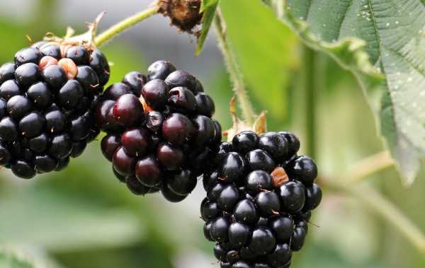 แบล็กเบอร์รี่เท็กซัส