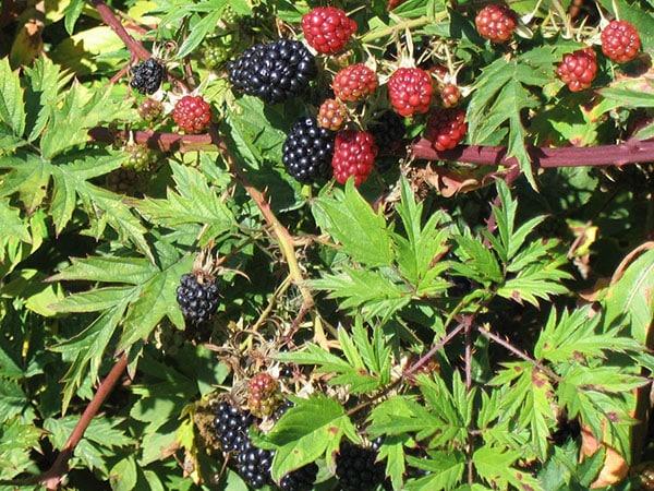 ต้นแบล็กเบอร์รี่ไร้หนาม