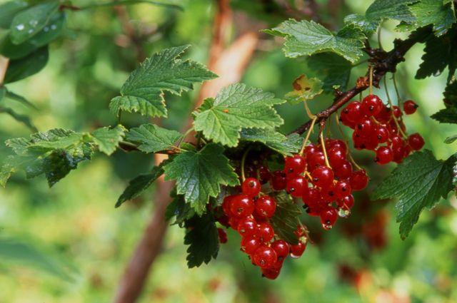 ลูกเกดในสวน