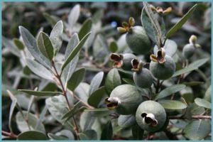 การปลูกเฟยโจอาที่บ้าน: ความซับซ้อนของการปลูกและการดูแล