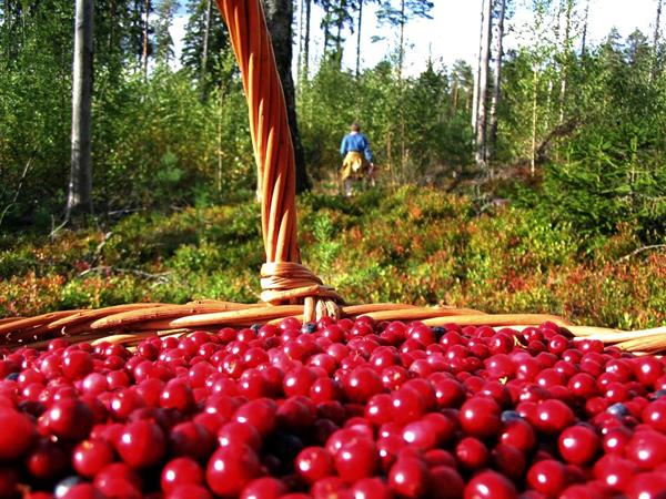 ลิงกอนเบอร์รี่มากมาย