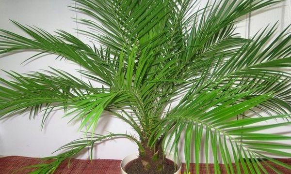 การดูแลต้นอินทผลัม