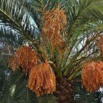 ต้นอินทผลัมหมู่เกาะคานารี