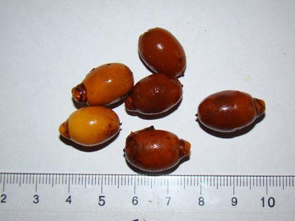 เมล็ดอินทผลัม