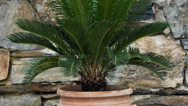 ต้นอินทผลัมในกระถาง