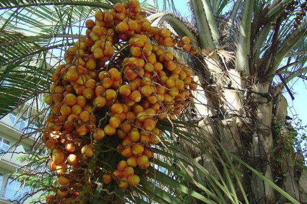 ต้นอินทผลัม