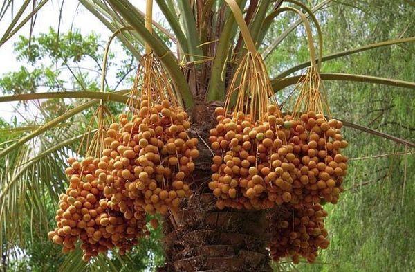 ผลอินทผลัม