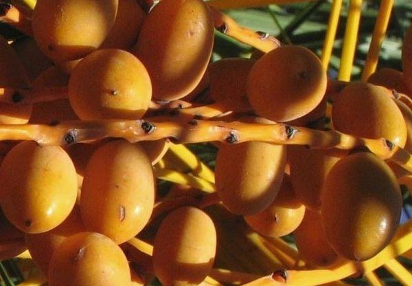 อินทผลัมสุก