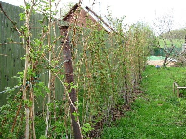 ต้นราสเบอร์รี่