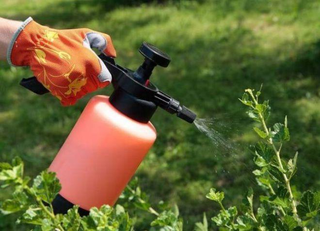 การบำบัดพุ่มไม้