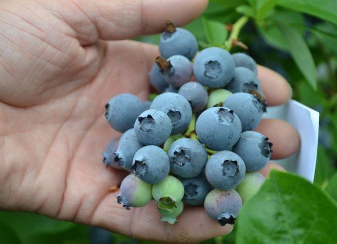 บลูเบอร์รี่พันธุ์โบนัส