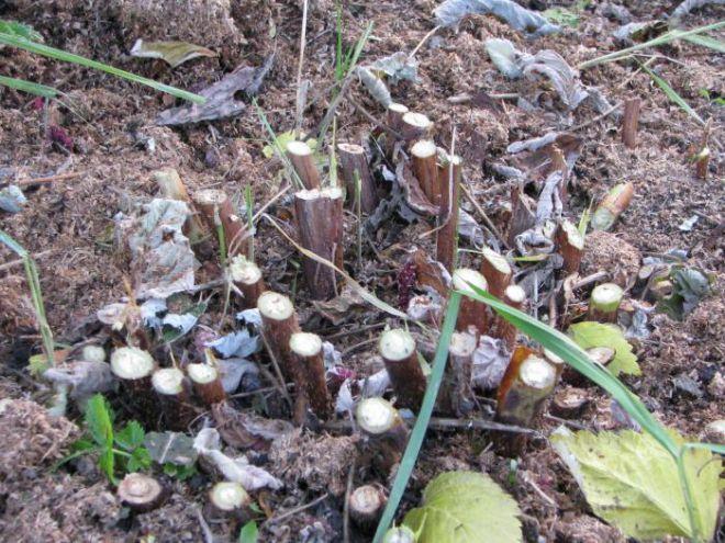 วิธีการตัดแต่งกิ่ง