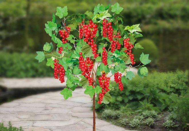 groseilles dans le jardin