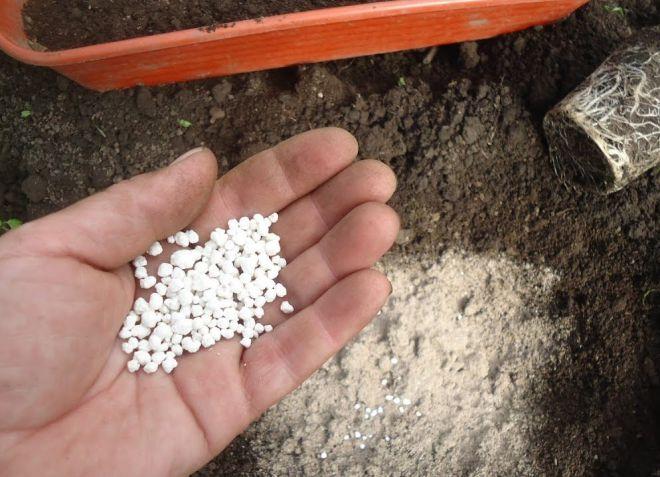 การใส่ปุ๋ยในแปลงปลูก