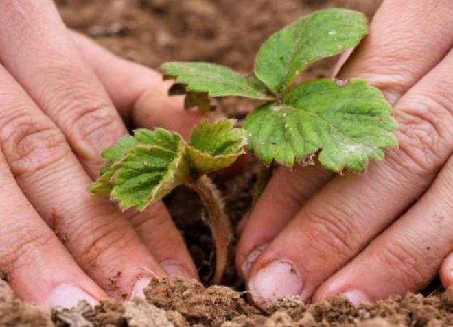 การปลูกและการดูแลรักษา