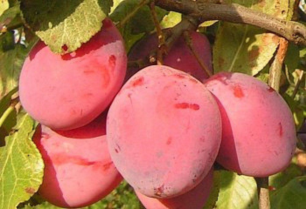 ดาวหางยุคแรก