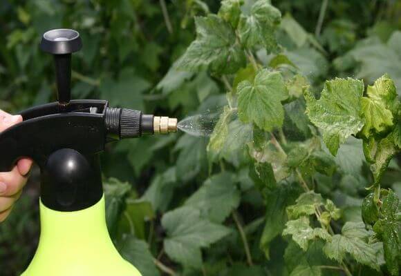 transformation des framboises