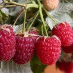 เพนกวินราสเบอร์รี่