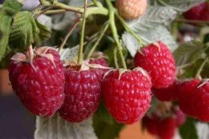 ลักษณะและพันธุ์ราสเบอร์รี่พันธุ์เพนกวินที่ให้ผลดก การปลูกและการดูแลรักษา