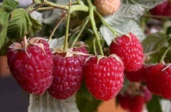 เพนกวินราสเบอร์รี่