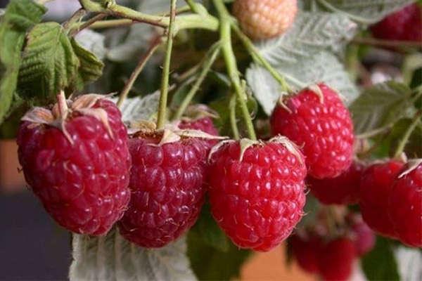 เพนกวินราสเบอร์รี่