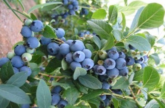 บลูเบอร์รี่ บลูครอป