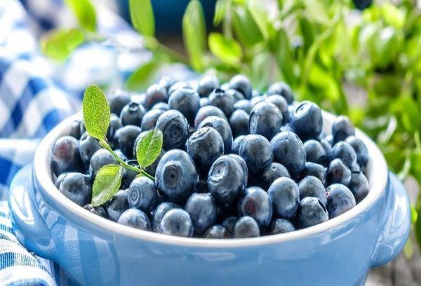 récolte de myrtilles