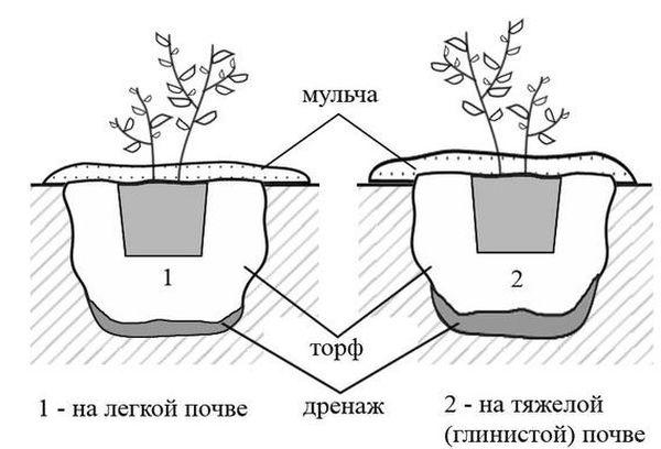 การคลุมดิน