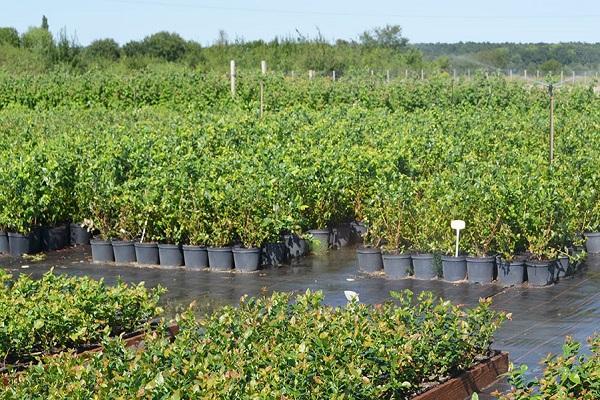 การปลูกต้นกล้า