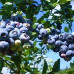 บลูเบอร์รี่พันธุ์แพทริออต