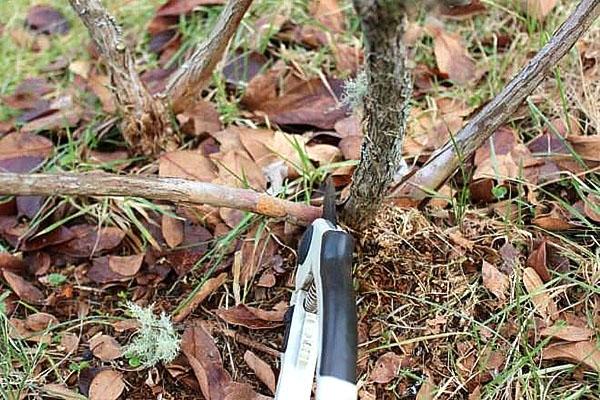 บลูเบอร์รี่ในสวน