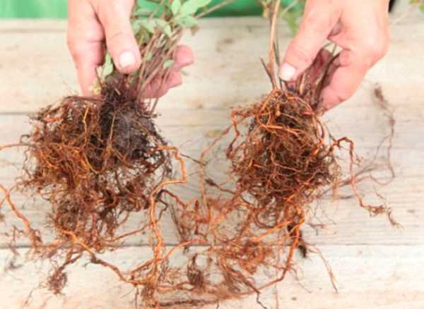 พุ่มไม้แบ่ง