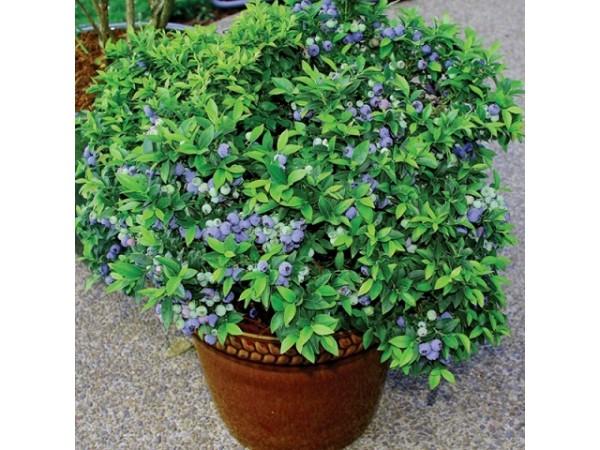 myrtille à feuilles étroites