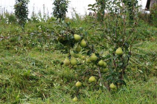 ต้นไม้ในสวน