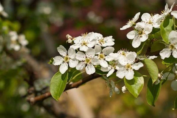 ดอกลูกแพร์