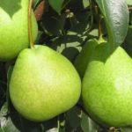 ลูกแพร์สีเขียว