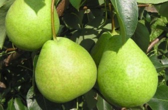 ลูกแพร์สีเขียว