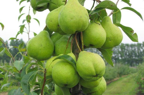 น้ำค้างเดือนสิงหาคม