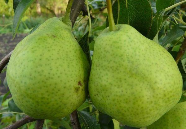 ผลลูกแพร์