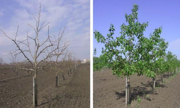 ต้นแพร์