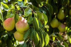 รายละเอียดและลักษณะเฉพาะของพันธุ์ลูกแพร์ Chizhovskaya การดูแลและการเพาะปลูก