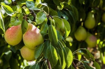 ต้นไม้ผลไม้