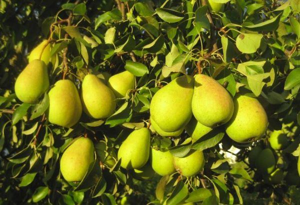 ลูกแพร์ชิโซฟสกายา