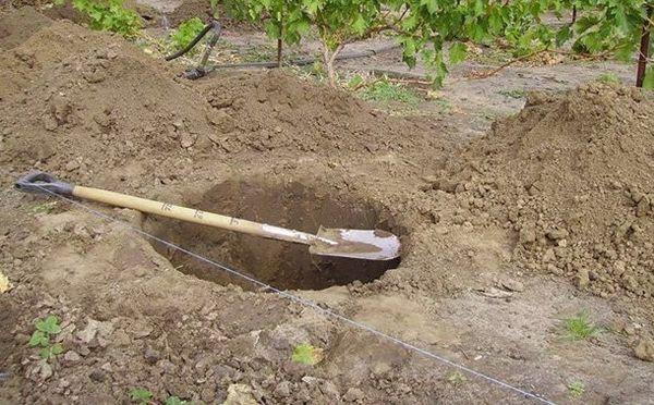 ความลึกของหลุมปลูก