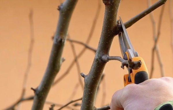 การตัดแต่งกิ่งลูกแพร์