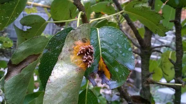 โรคลูกแพร์