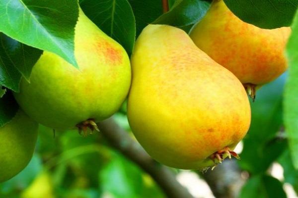 ลูกแพร์สีทอง