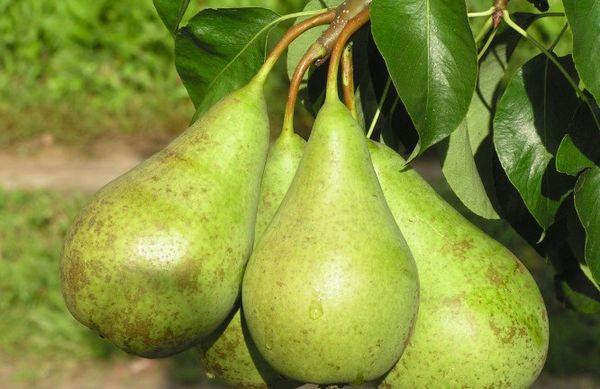 une branche avec des poires